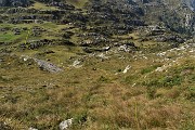 73 Scendo a vista dal ripido pratone del vesante nord per agganciare il sent. 101-Anello dei Campelli